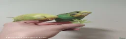 Budgerigars birds for sale: Beautiful Baby Budgies for sale  - Advert 2