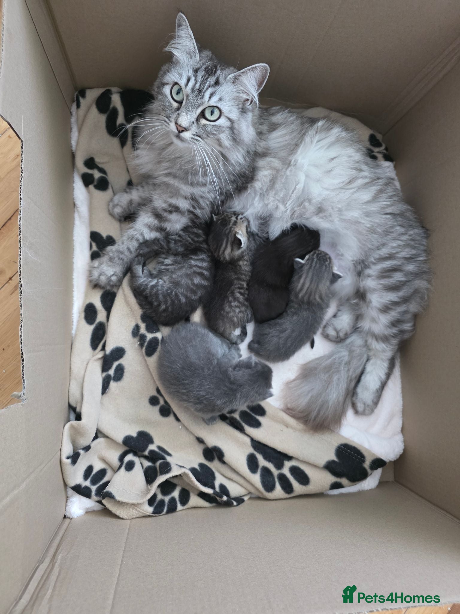 Ragcoon cats 3 beautiful Ragcoon kittens - Advert 3