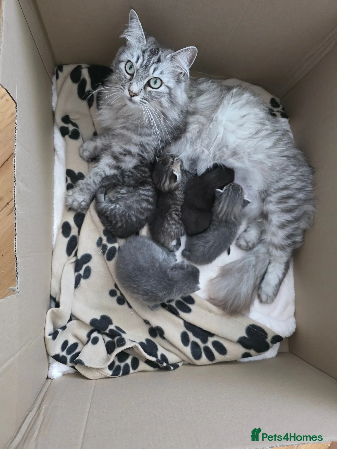 Ragcoon cats for sale: 3 beautiful Ragcoon kittens in Bishop's Stortford - Advert 1