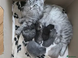 Ragcoon cats Last beautiful Ragcoon boy left 🩵 - Advert 2