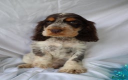 Cocker Spaniel dogs for sale: Championline Cocker Spaniel - Advert 5