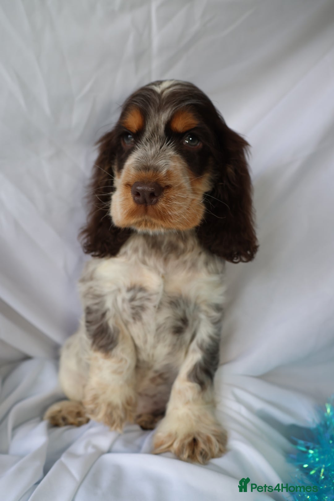 Cocker Spaniel dogs for sale: Championline Cocker Spaniel - Advert 5