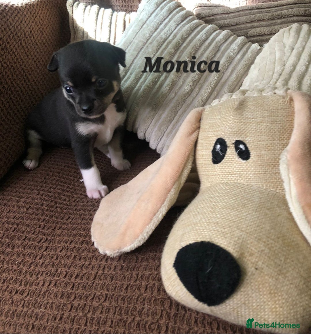 Chihuahua dogs for sale: Adorable black and tan chihuahua puppies  - Image 9
