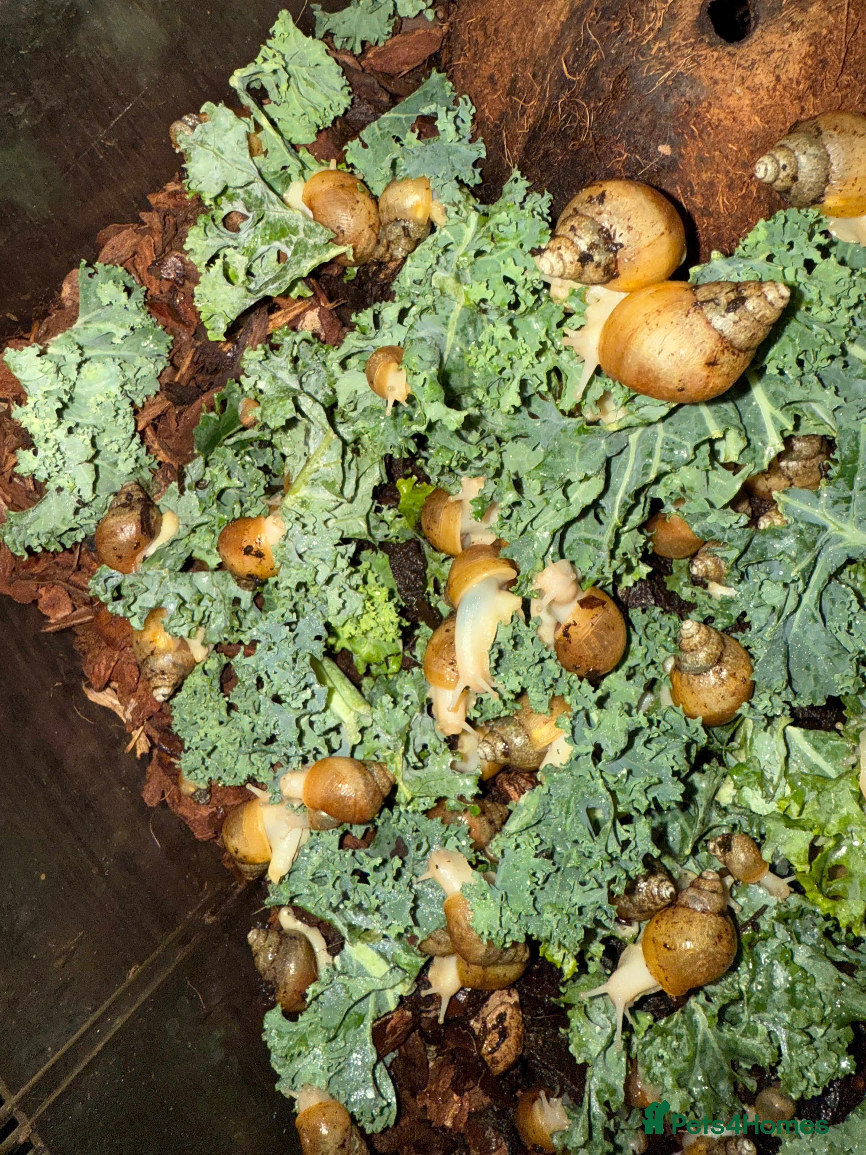 Snails invertebrates Albino Jadatzi Giant African Land Snails - Advert 18