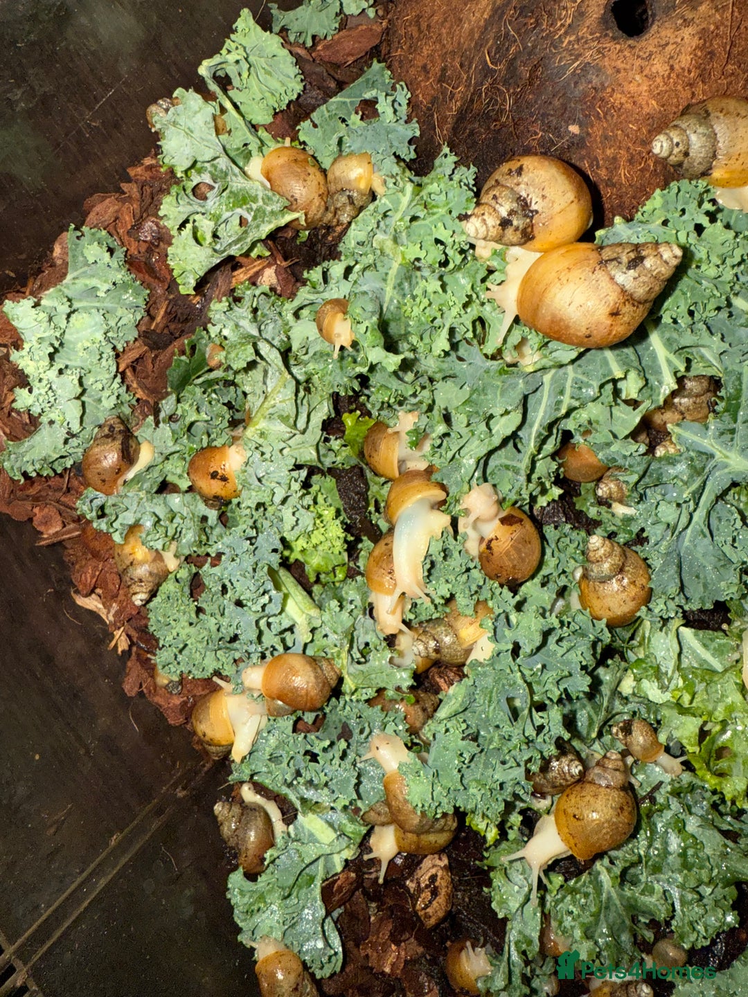 Snails invertebrates for sale: Albino Jadatzi Giant African Land Snails - Image 1