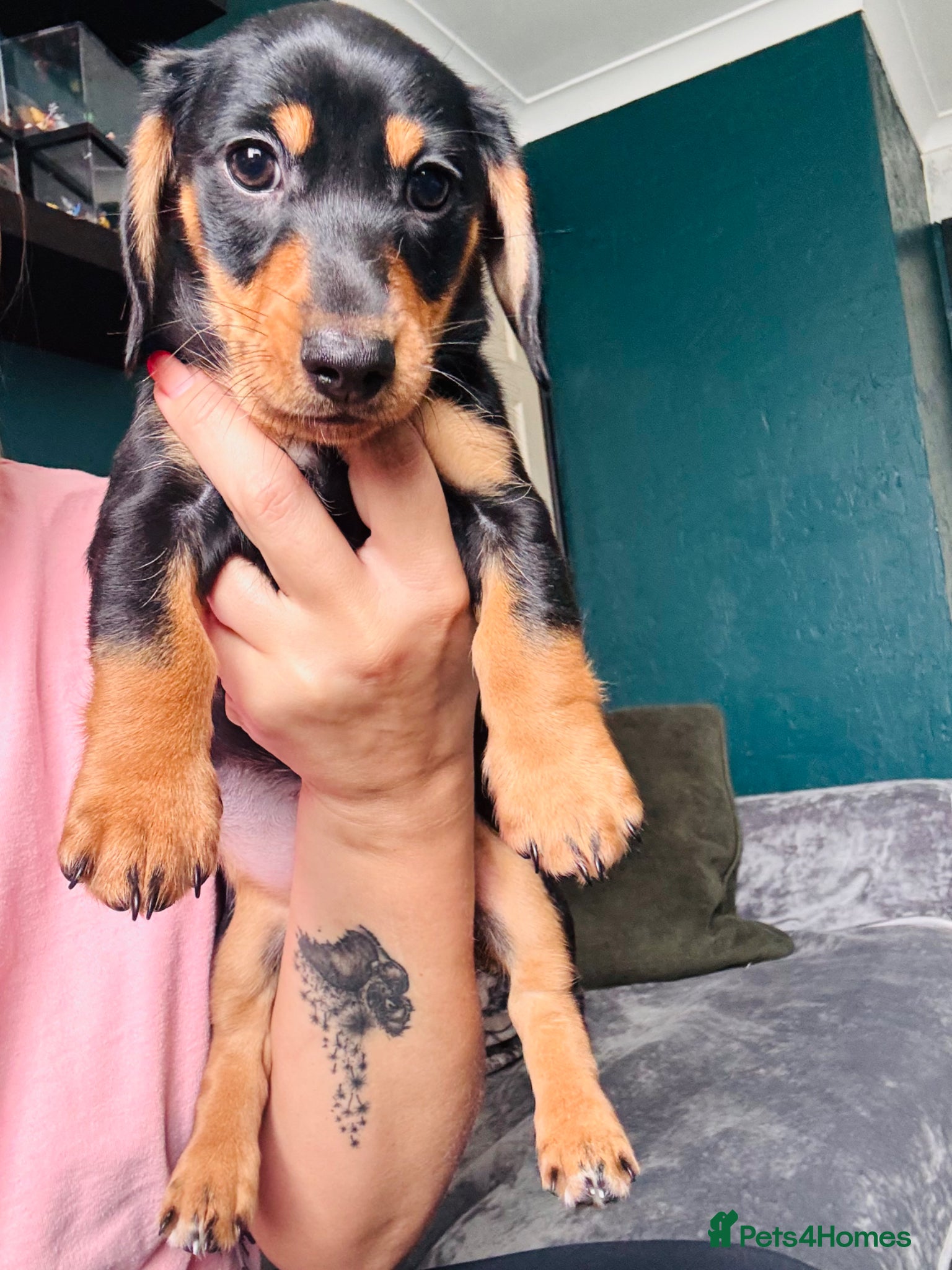 Miniature Dachshund dogs Ready now-1 KC registered miniature dachshund boy - Advert 5
