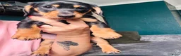 Miniature Dachshund dogs for sale: Ready now-1 KC registered miniature dachshund boy - Advert 7