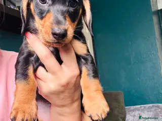 Miniature Dachshund dogs Ready now-1 KC registered miniature dachshund boy - Advert 9