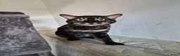 Bengal cats for sale: Charcoal bengal boy  - Advert 1
