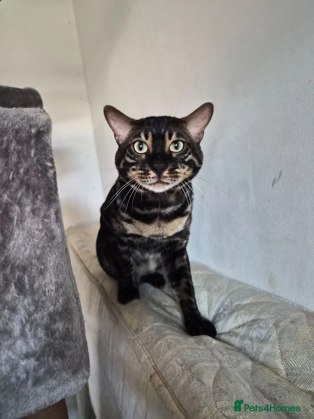Bengal cats for sale: Charcoal bengal boy  - Advert 1