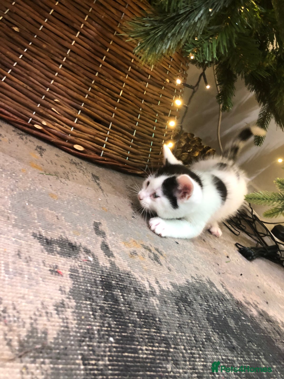 Mixed Breed cats for sale: 4 Lovely kittens for sale  - Advert 9