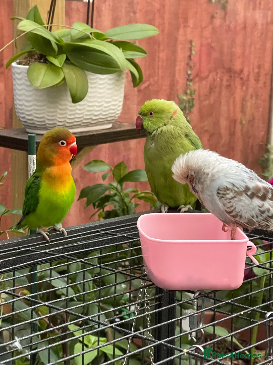 Ringnecks birds for sale: Trung - Image 1