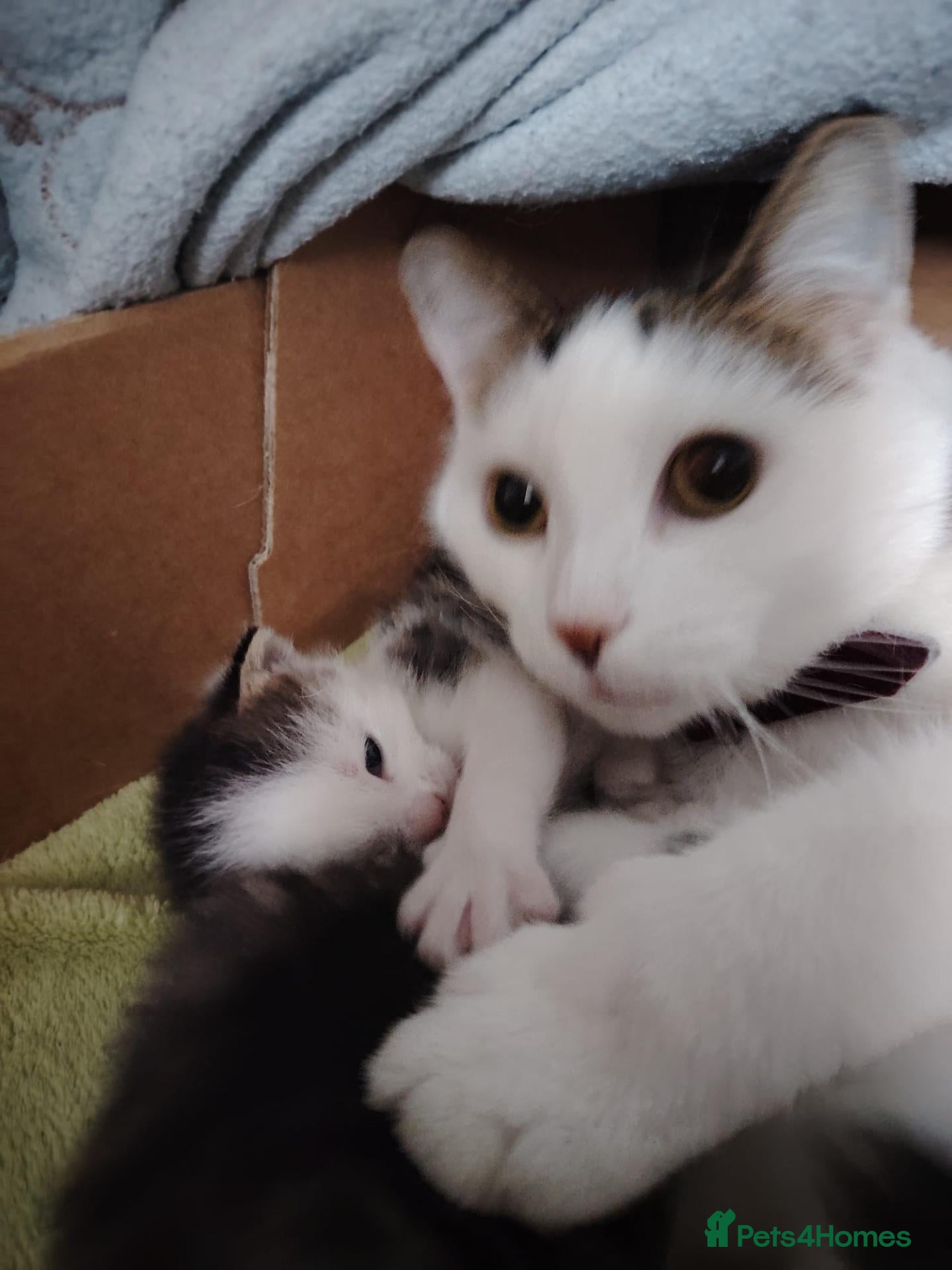 Domestic Shorthair cats Beautiful Shorthair Kittens Ready for Loving Homes - Advert 3