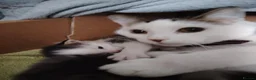 Domestic Shorthair cats for sale: Beautiful Shorthair Kittens Ready for Loving Homes in Bradford - Advert 1