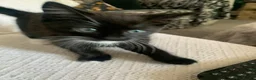 Mixed Breed cats for sale: 3 Lovely Brothers. Looking for their forever Home. - Advert 20