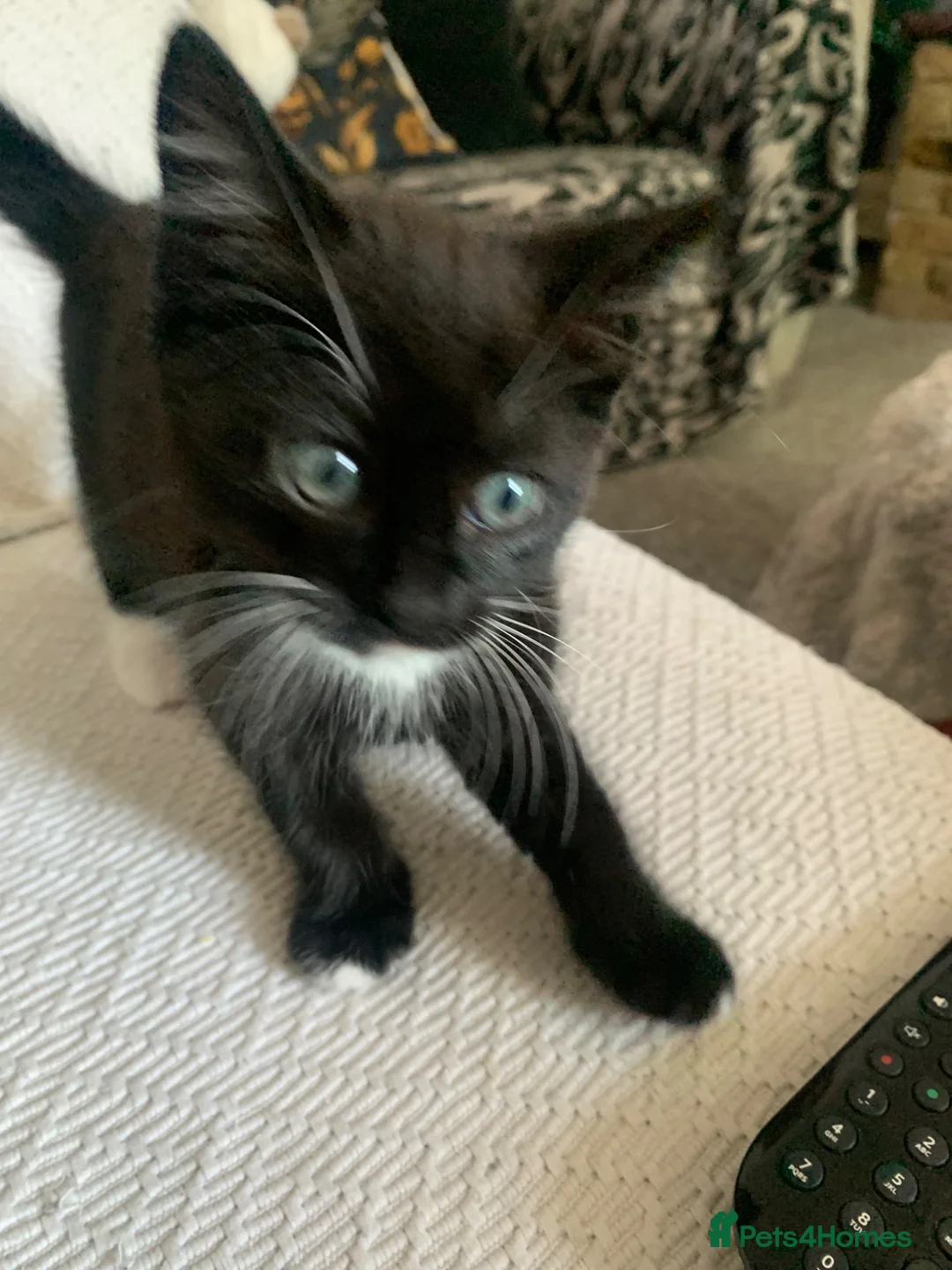 Mixed Breed cats for sale: 3 Lovely Brothers. Looking for their forever Home. - Advert 20