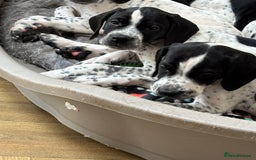 Pointer dogs for sale: ⭐️ LAST 3 PUPS REMAINING!⭐️ - Image 22