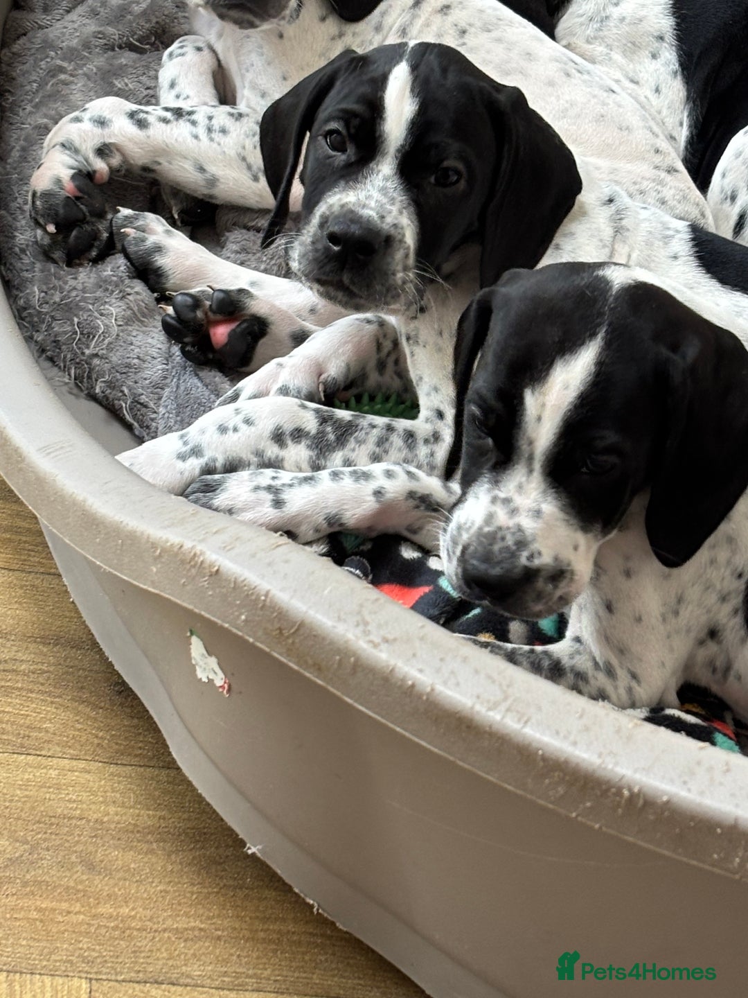 Pointer dogs for sale: ⭐️ LAST 3 PUPS REMAINING!⭐️ - Image 22