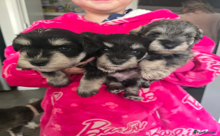Miniature Schnauzer dogs - Advert 1