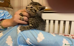 Mixed Breed cats for sale: Male tabby and Calico female  - Advert 12