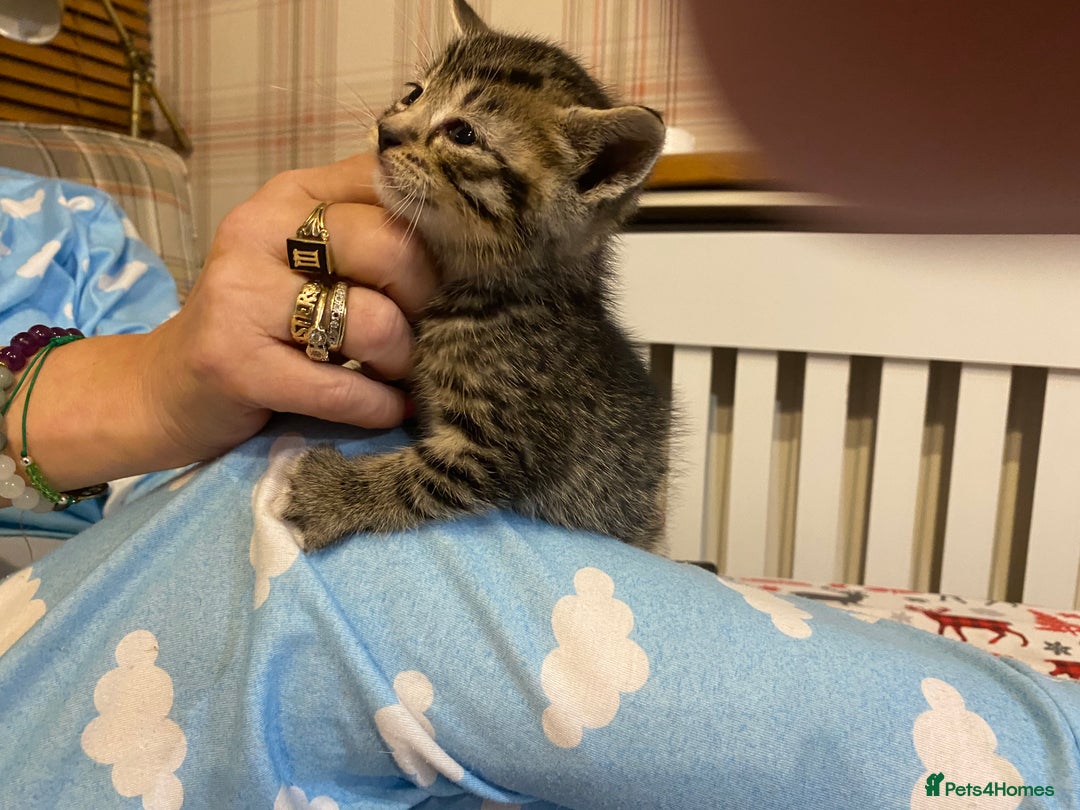 Mixed Breed cats for sale: Male tabby and Calico female  - Advert 12