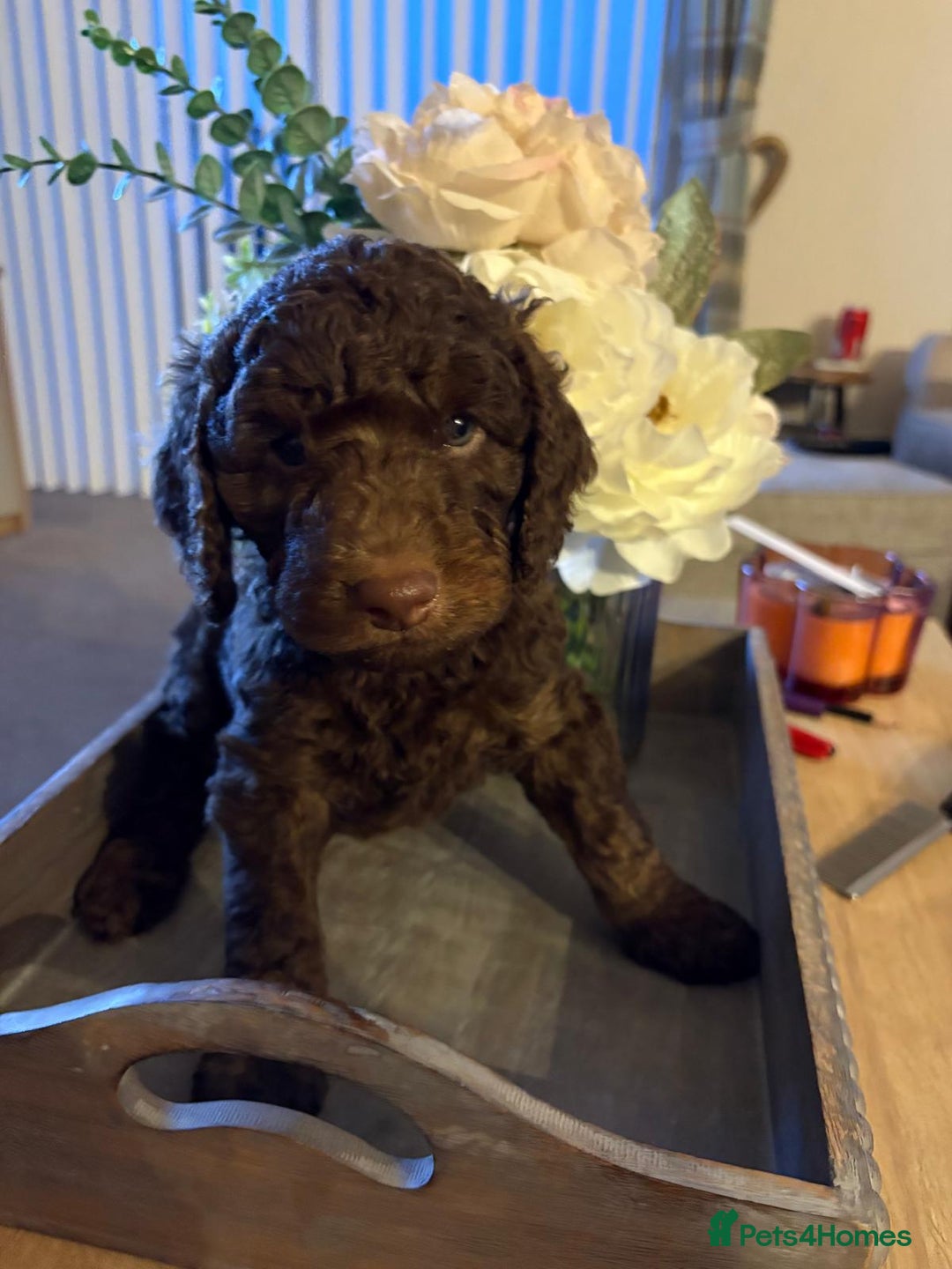 Australian Labradoodle dogs for sale: Australian Labradoodle - Image 14