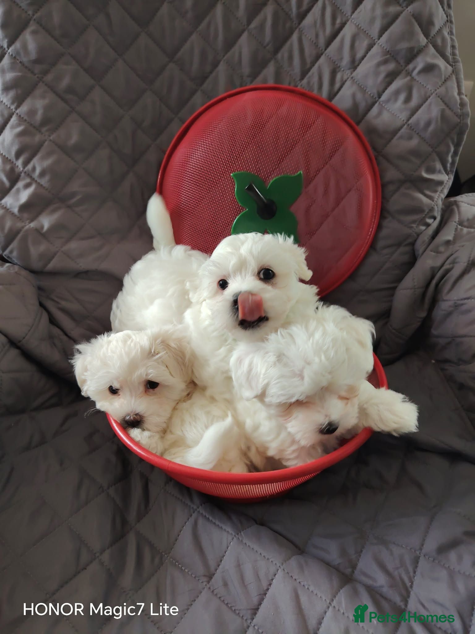 Maltese dogs Pure❤️ Maltese❤️puppies❤️  - Advert 2