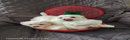Maltese dogs for sale: Pure❤️ Maltese❤️puppies❤️  - Advert 2