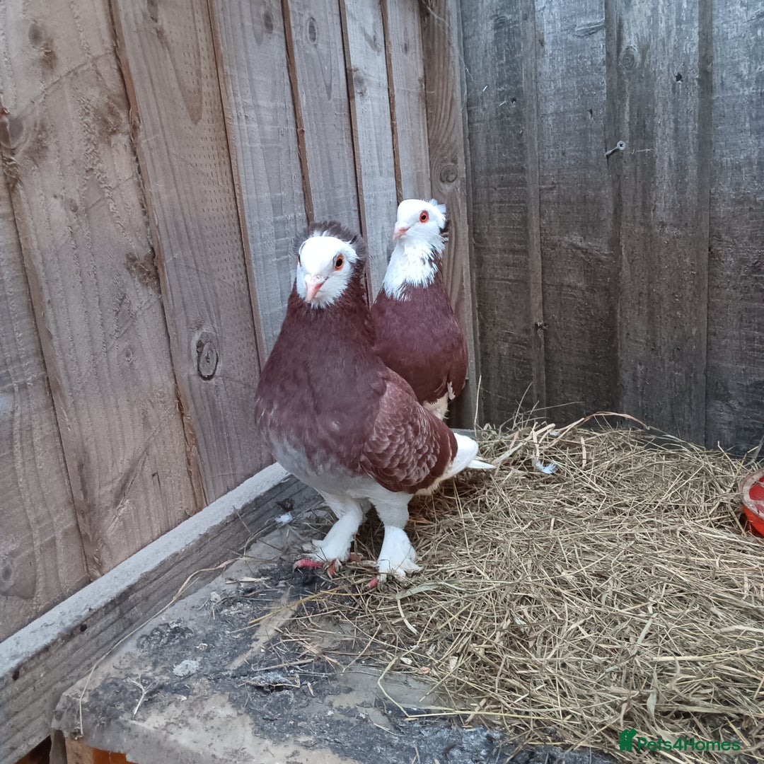 Pigeons birds for sale: Pigeons - Advert 5