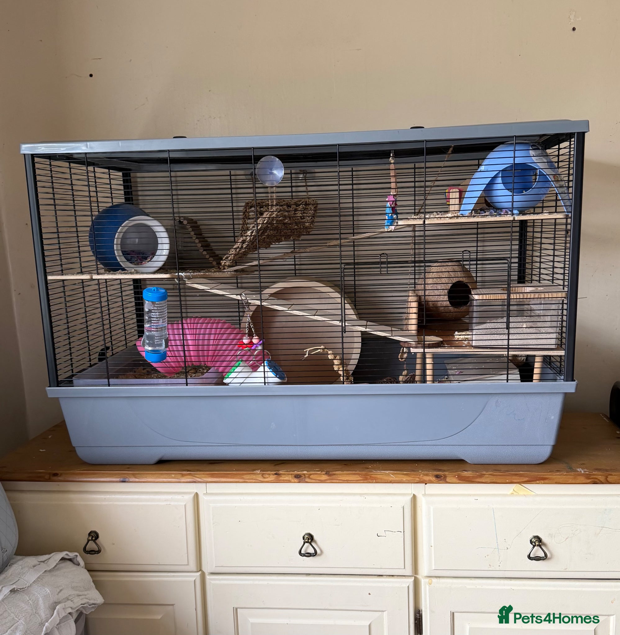 Hamster rodents 6 month hamster full set up with ALOT of extras  - Advert 2