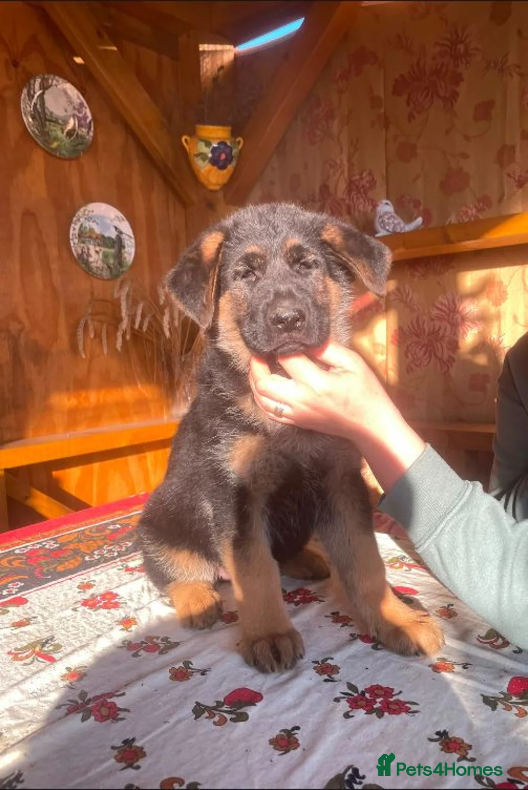 German Shepherd dogs for sale: Last Female Available Due To Cancellation KC Reg - Advert 1