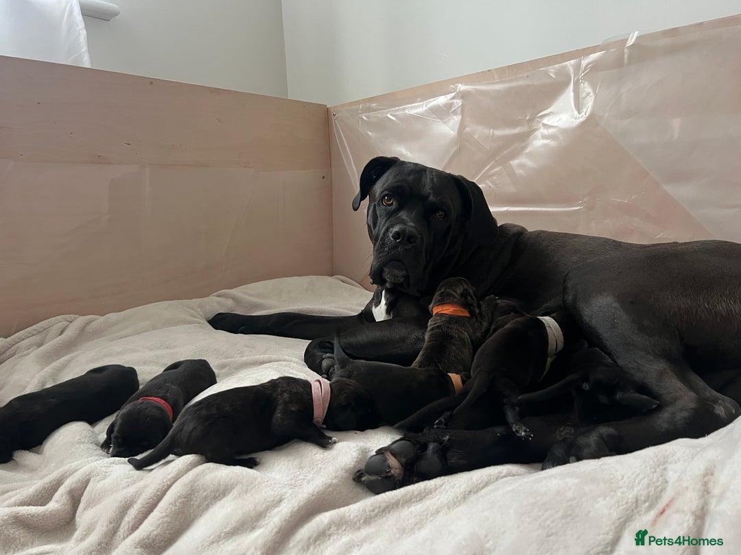 Cane Corso dogs for sale: Yuki X Aries Russian Champ Bloodline Puppies - Image 2