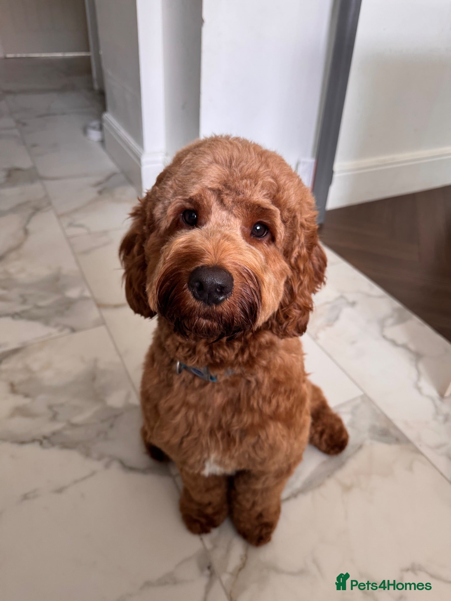 Cockapoo dogs 🐶 Cockapoo Looking for His Forever Home🐶 🐾 - Advert 1