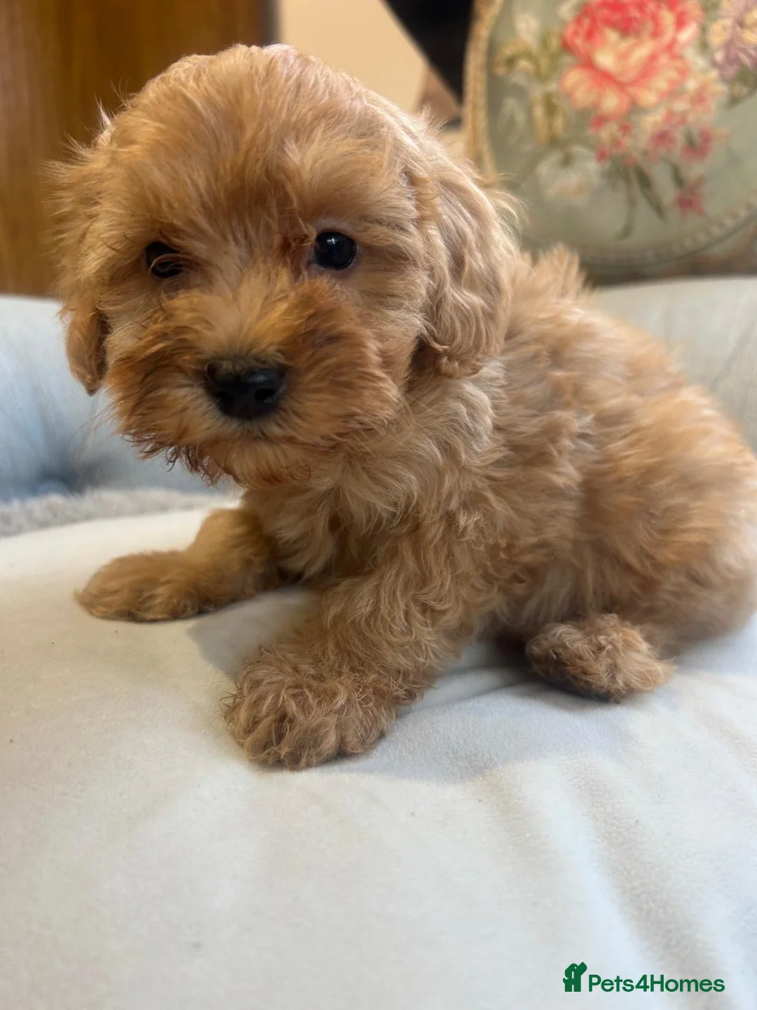 Cockapoo dogs for sale: Beautiful babies available  - Advert 1
