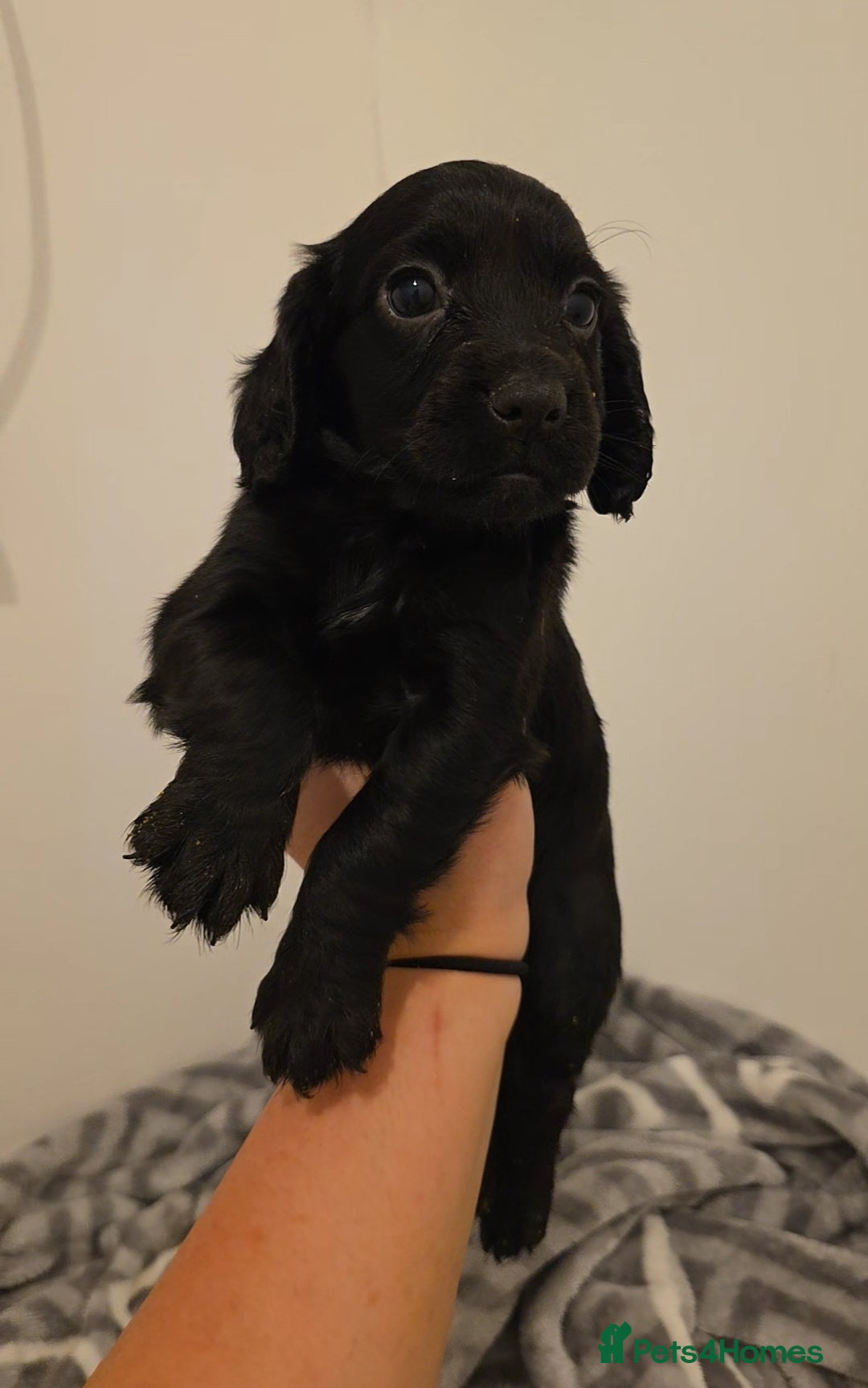 Cocker Spaniel dogs for sale: ✨️ 🐾COCKER SPANIEL🐾✨️- ⚠️LITTER DUE DECEMBER ⚠️  - Advert 8