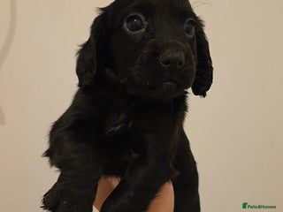 Cocker Spaniel dogs - Advert 2