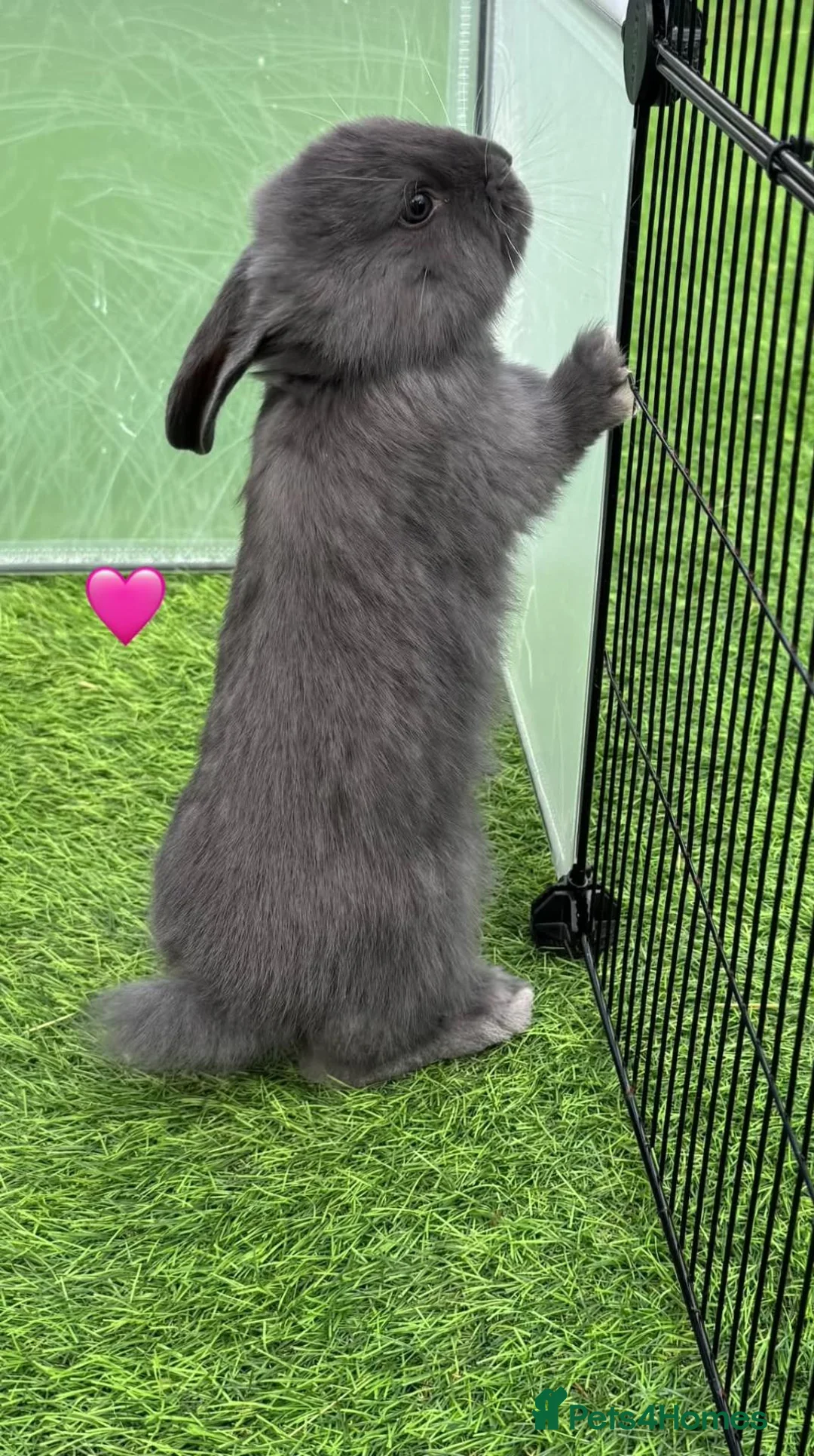French Lop rabbits for sale: Pure French lops - Advert 2