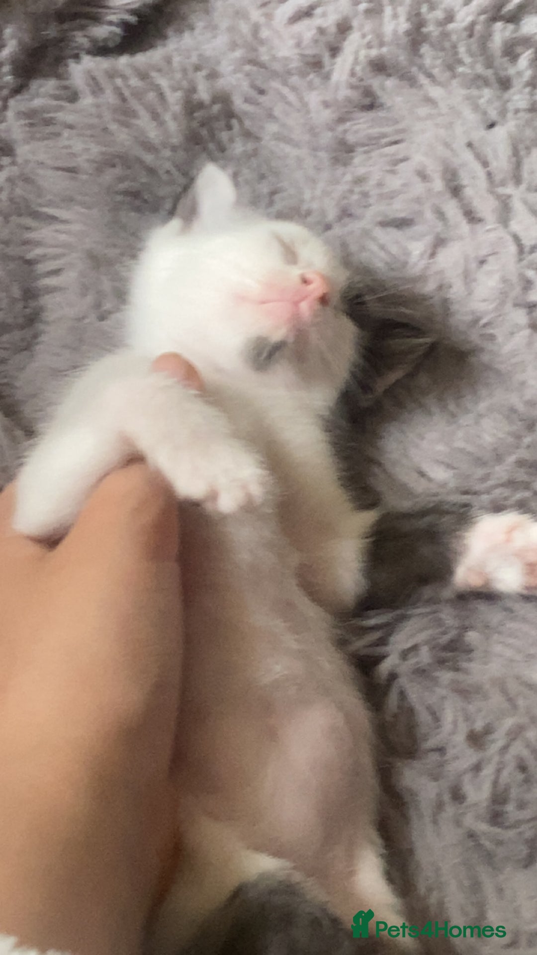 British Shorthair cats for sale: Cosmo - Image 1