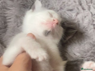 British Shorthair cats - Advert 8