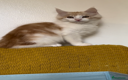 Maine Coon cats for sale: Beautiful Maine Coon kittens - Image 4