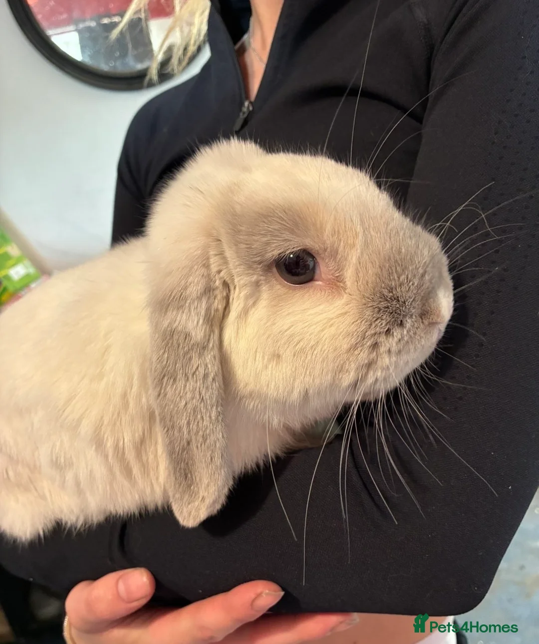 Mini Lop rabbits for sale: Two Bonded Rabbits (Brother and Sister) in Sheerness - Advert 2