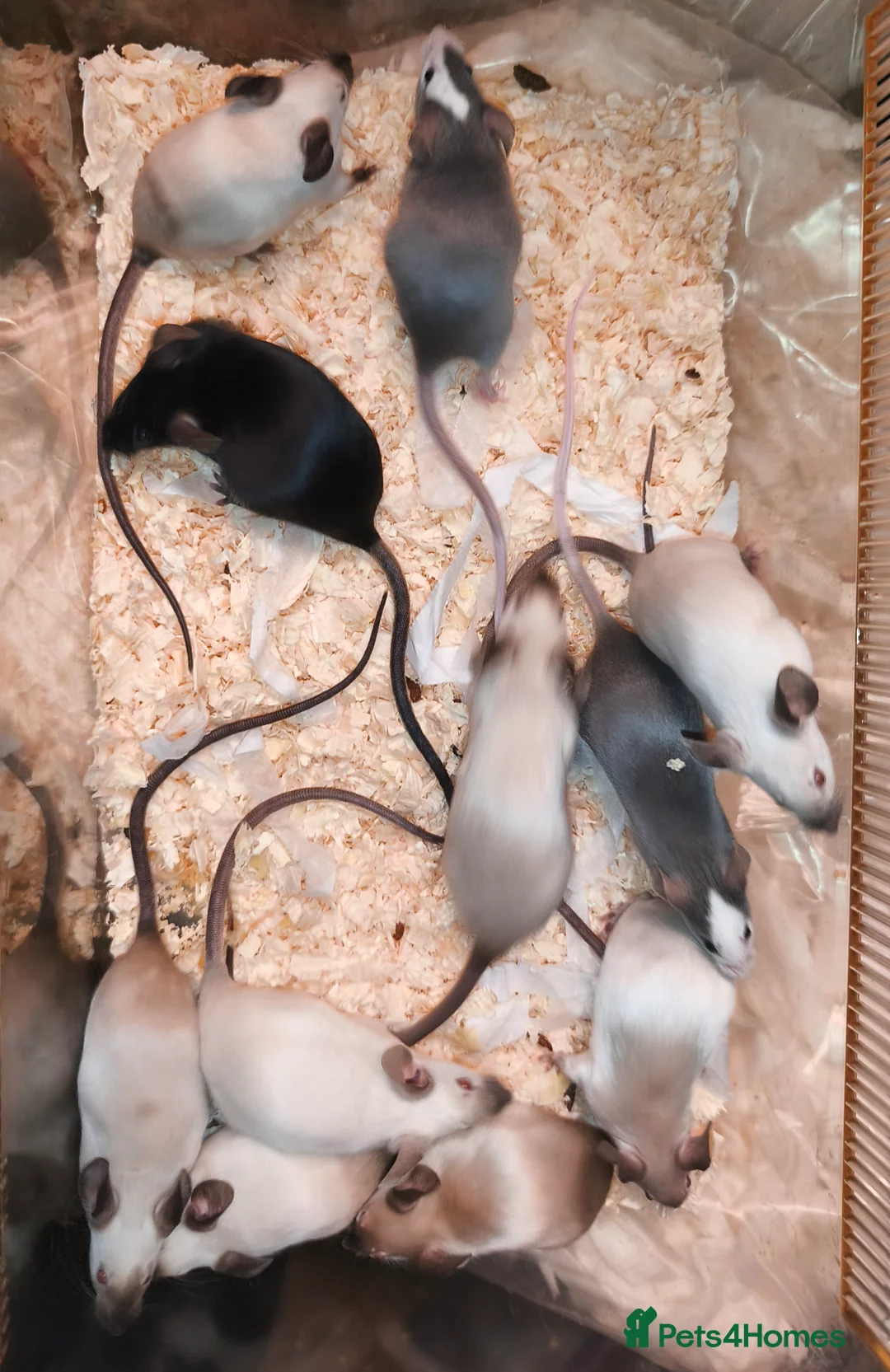 Mouse rodents for sale: Female mice in various colours - Advert 5