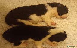 Border Collie dogs for sale: Border Collies for sale - Image 3