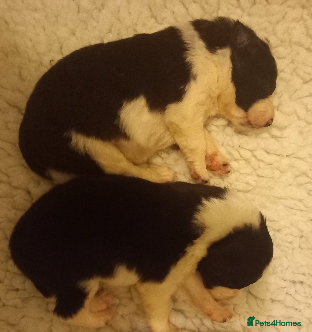 Border Collie dogs for sale: Border Collies for sale - Image 3
