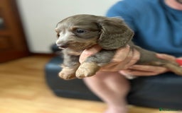 Dachshund dogs for sale: 4 Beautiful miniture dachshunds  - Image 3