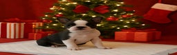 French Bulldog dogs for sale: Beautiful Litter Of Husky French Bulldogs - Advert 2