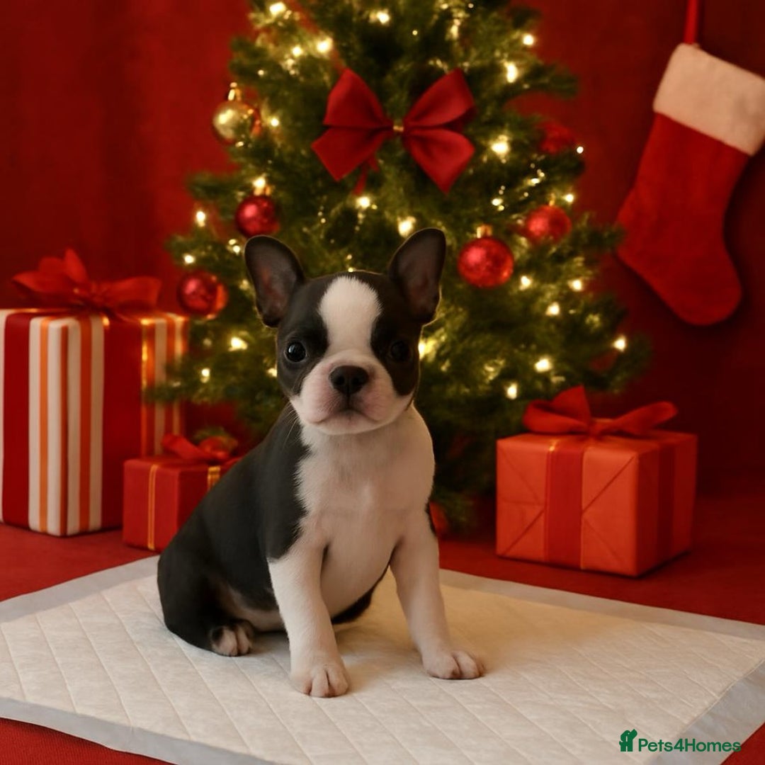 French Bulldog dogs for sale: Beautiful Litter Of Husky French Bulldogs - Advert 2