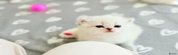 Scottish Fold cats for sale: Four kittens looking for a loving home - Advert 10