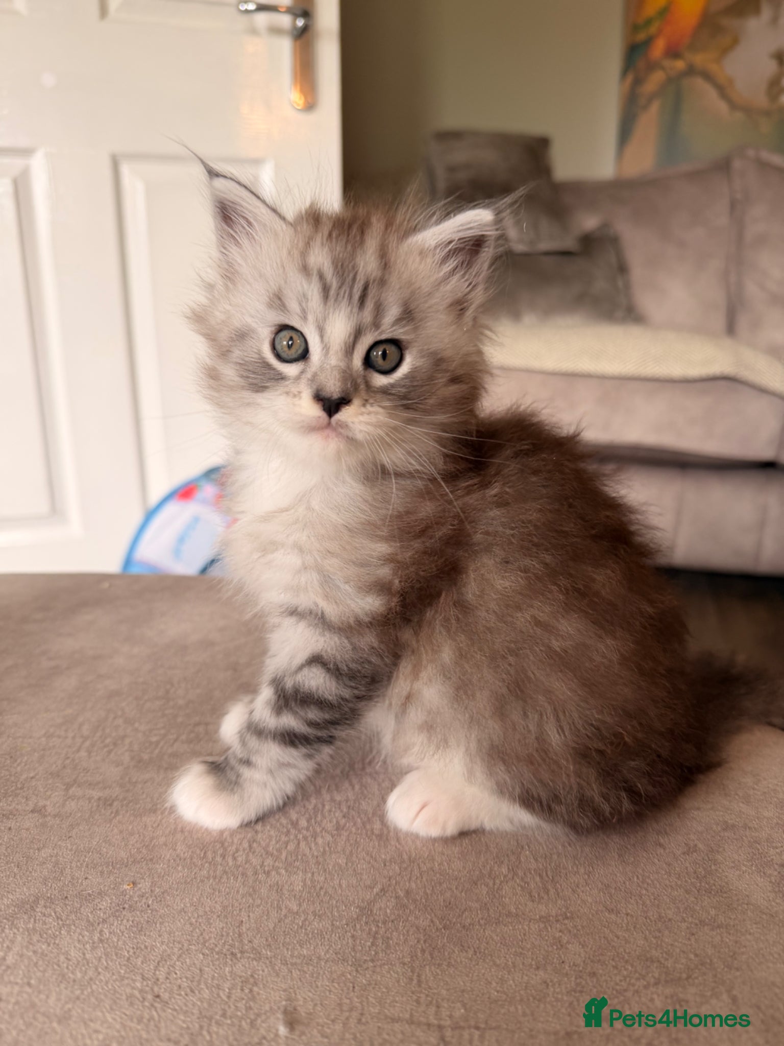 Maine Coon cats Maine coon kittens - Advert 10