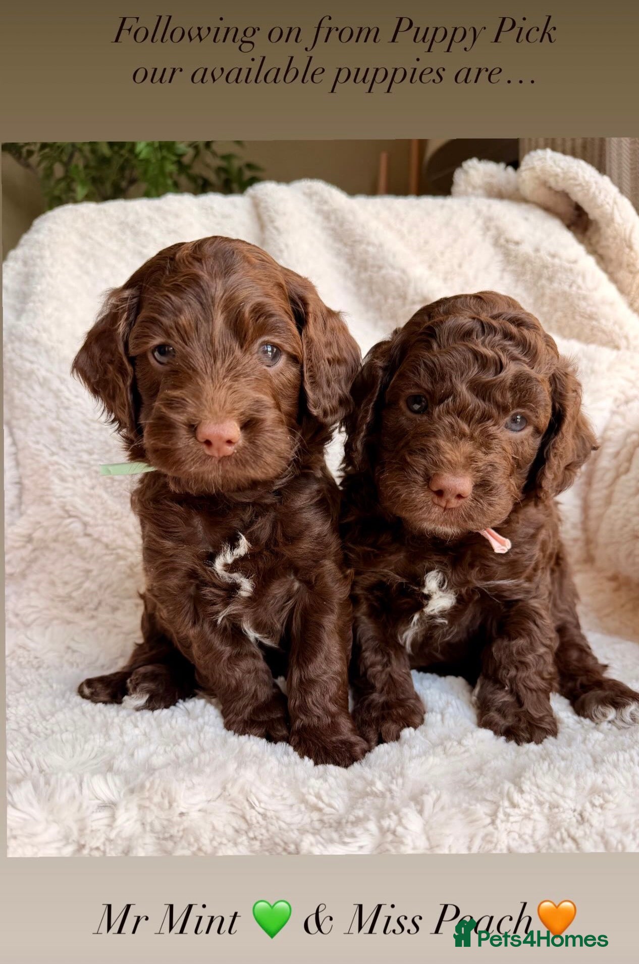 Cockapoo dogs F1b Cockapoos. Both Parents Health Tested  - Advert 10